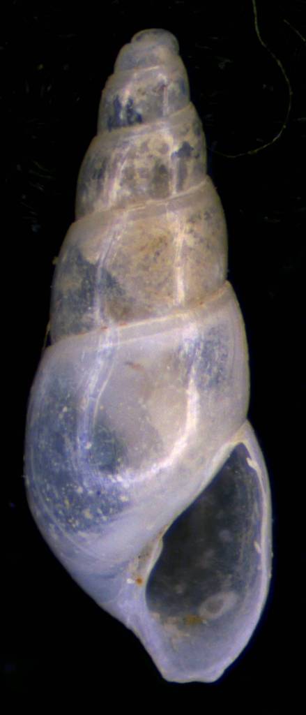 Odostomia cfr ignorata